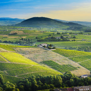 Les vignes dans les monts du beaujolais © Gaelfphoto/Shutterstock.com